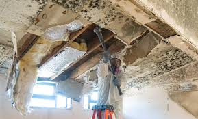 Best Mold Odor Removal Services  in Lawtey, FL